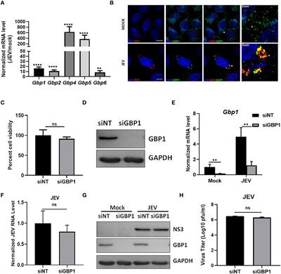 Human Guanylate-Binding Protein 1 Positively Regulates Japanese Encephalitis Virus Replication in an Interferon Gamma Primed Environment